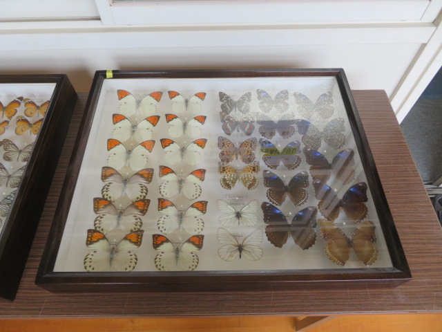曽於市立光神小学校 : 11月17日（月）蝶の標本を展示！