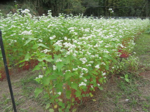 Img_8476 Img_8476